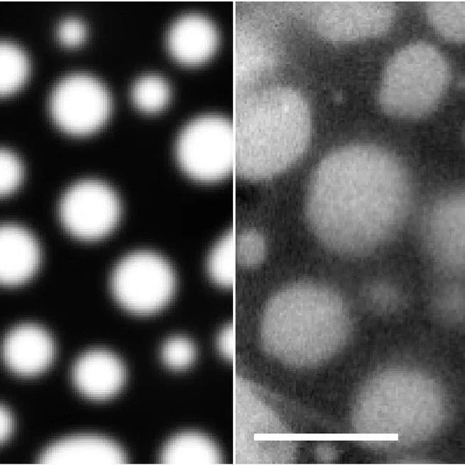 Comparative Study of the Dynamics of Lipid Membrane Phase Decomposition in Experiment and Simulation